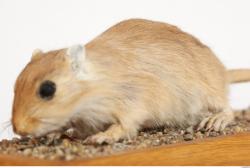 Whole Body Gerbil